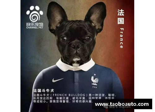 狗万官网足球星卡收藏的魅力与价值探讨让我们一起踏上这段精彩之旅